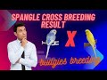 Unveiling the Mesmerizing Cross Breed Results of Spangle Budgies! | Afaq Bird's