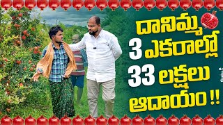 దానిమ్మ 3 ఎకరాల్లో 33 లక్షలు ఆదాయం!!#pomogranate #farming #horticulture #jilan