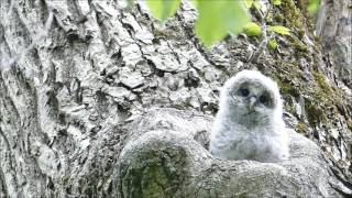 えぞふくろうの赤ちゃん 、最後はやっぱり...   /    Owl baby, the last one is ...