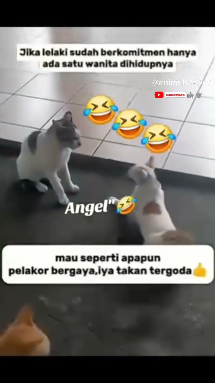 Drama Bangettt Cat Viral Fyp Animal Nature Cute Funny Music Hoby