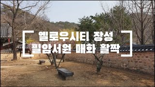 [장성군SNS서포터즈] 옐로우시티 장성 필암서원 매화 활짝