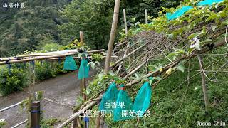 山居伴農－20210509甜柿拉枝準備套袋喔