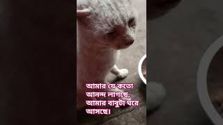 #tushumao #cat #cute #foryou  মামুনি আসাতে আমার  কতো আনন্দ লাগছে, ২ বছর পরে  ও ঘরে আসছে।