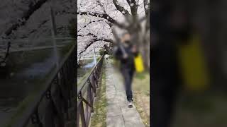 【2022/04/02】京都市 天神川沿いの桜並木は満開です🌸Cherry Blossoms Tenjin R. Kyoto