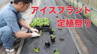 アイスプラントハウス準備と定植#191