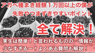 第74話　アガベの種まき実生株を育てている方が 最初に疑問感じる点や気をつけるポイント解説します