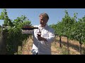 All About Merlot with Dr. Grover Lee | Wise Villa Winery