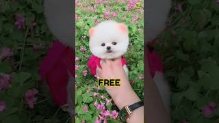 FREE Wala Offer | Pomeranian dog | teacup dog | cute puppy viral video #shorts #viral #rajesh5g #dog