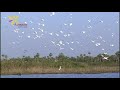 pajaro choguy paraguay purahei