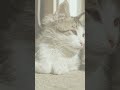 猫がトイレ以外の場所でおしっこをしてしまう理由とは。　 shorts