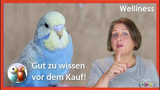 Wellensittiche - was man vor dem Kauf wissen sollte