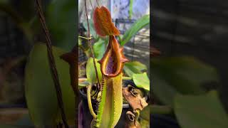 Nepenthes Truncata Titan x Giant! #shorts