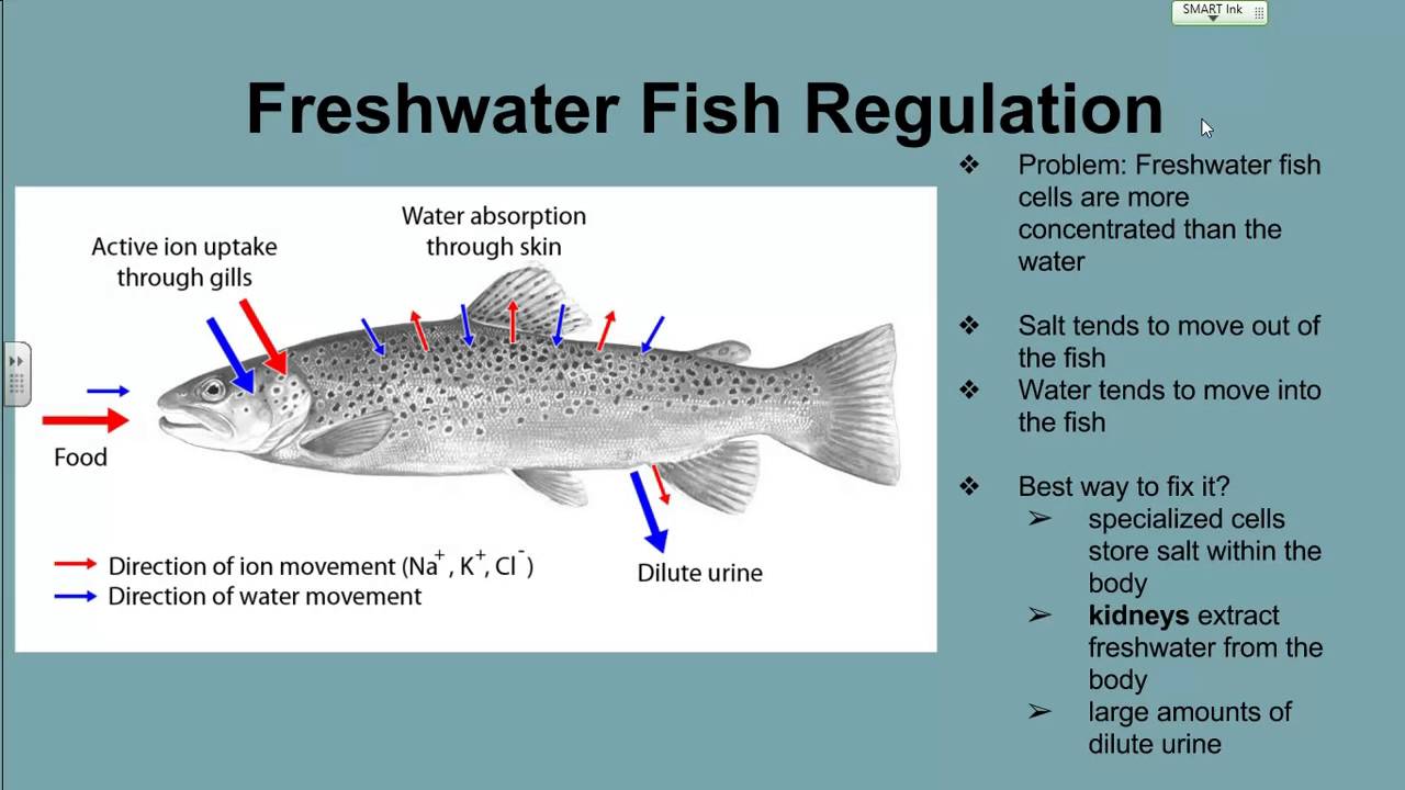 Fish And Water Regulation - YouTube