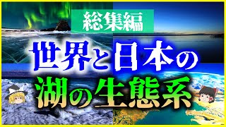 【ゆっくり解説】【総集編】世界と日本の「湖の生態系」6選を解説/琵琶湖、バイカル湖、死海、カスピ海、霞ヶ浦、ヴィクトリア湖【睡眠用】【作業用】