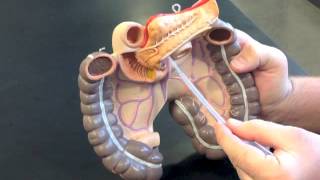 Mesentery Model