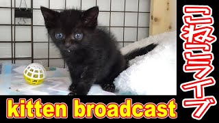 【にこきち生放送】夜の警察署で泣いていた子猫【 kitten broadcast】