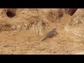 discovery wild animal fights discovery channeliscovery channel in hindi discovery channel 2021