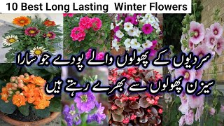 10 Best Long lasting winter Flowers/سردیوں کے پھولوں والے ایسے پودے جن پر مہینوں پھول کھلے رہتے ہیں