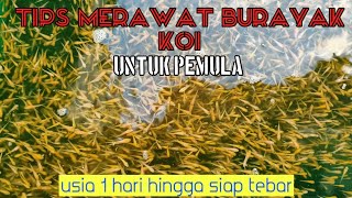 Tips merawat burayak koi untuk pemula