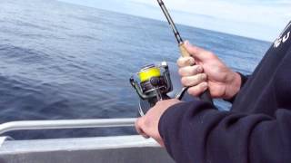 Norway Coalfish light tackle