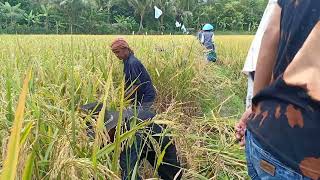 PANEN PADI BUNDA RORO CIAMIS JABAR