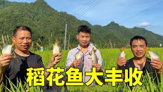 稻花鱼大丰收，一丘田搞了107条，二叔和堂弟抓到爽【湘西冬宝】