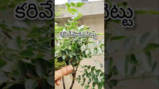 కరివేపాకు చెట్టు#curryleavesplant#gardening#plants#happygardeninglife#gardengingtips