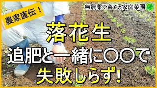 【落花生栽培】白絹病対策と収穫量アップはこれで決まり！【有機農家直伝！無農薬で育てる家庭菜園】　23/6/17