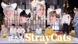 すとれいきっず、ねこになる【straykids/日本語字幕】