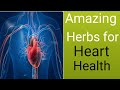 Herbs and More for Heart Health-Amazing Herbal Plants.