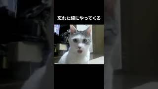 顎が外れた猫【忘れた頃にやってくる】#shorts #short #ねこ