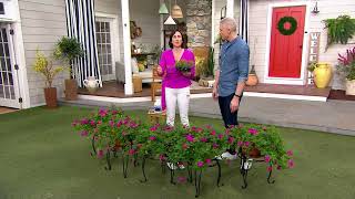 Cottage Farms 5-Piece Homestead Hot Pink Verbena Live Plants on QVC