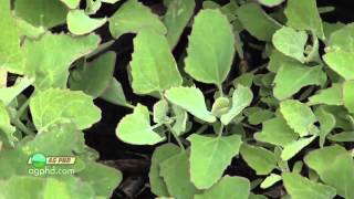 Weed of the Week #684-Lambsquarters (Air Date 5/15/11)