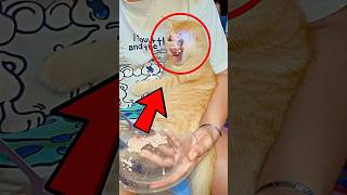 This Cat Looks Cursed. But Its Story Will Break Your Heart‼️😱