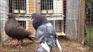 Chocolate Cuban Pouter - 1/14/2016