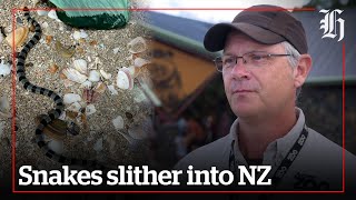 Why are there so many snakes in NZ | nzherald.co.nz