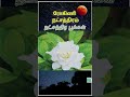 04 ROGINI NATCHATHIRAM FLOWERS  / ரோகிணி நட்சத்திர பூக்கள்