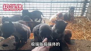 好好的狗叫什么恶霸犬为啥不叫“地痞流氓”犬