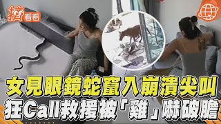 女見眼鏡蛇竄入崩潰尖叫 狂Call救援被「雞」嚇破膽｜TVBS新聞｜擠看看@TVBSNEWS01