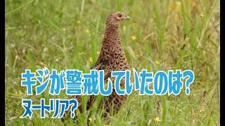 キジが警戒していたのは？　ヌートリア？