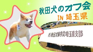 【秋田犬】オフ会開催！！秋田犬保存会（埼玉県支部）によるイベントの様子をお届け！！笑いあり。涙あり？秋田犬の魅力を詰め込みましたので思う存分堪能して下さい！！