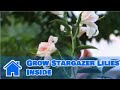 Lilies & More : How to Grow Stargazer Lilies Inside