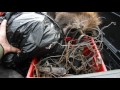 trapping setting traps and baiting bait stations for wolves