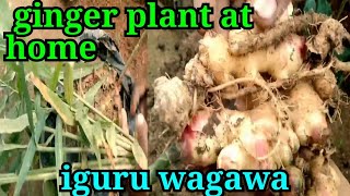 how to grow ginger at home 2022 / iguru wagawa #ginger #newtop #iguru