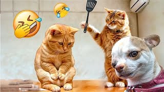 Funniest Animals 😄 New Funny Cats and Dogs Videos 2024 😹🐶 #1121