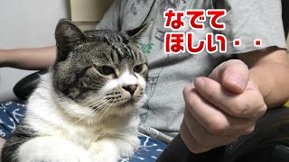 パパの左手の動きが気になって仕方ない猫☆左手は添えるだけ・・・では納得いかないリキちゃん【リキちゃんねる・猫動画】Cat video　きじしろねこのいる暮らし