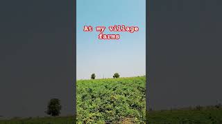 My village farms | Chennareddy Palle | మిరప చేను