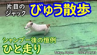 びゅう散歩113. シャンプー後恒例､ひと走り 2024/04/13【片目のジャックラッセル 】One-Eyed Jack Russell terrier