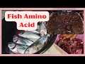 PAANO GUMAWA NG FISH AMINO ACID | FOLIAR FERTILIZER | @agrisikap