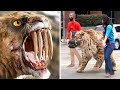 100 Rarest Animals in The World